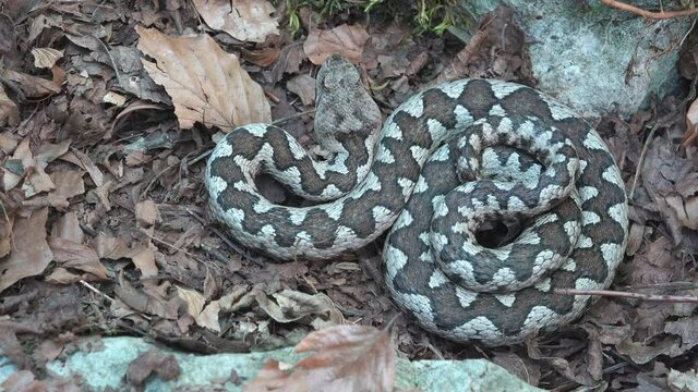 Long nose horned viper in the strike position