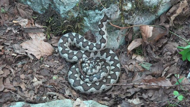 Vipera ammodytes preparing for an ambush attack on prey