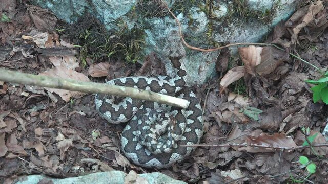 Horned viper (Vipera ammodytes) not biting even provoked with a stick