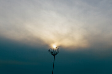 枯れた植物と冬空