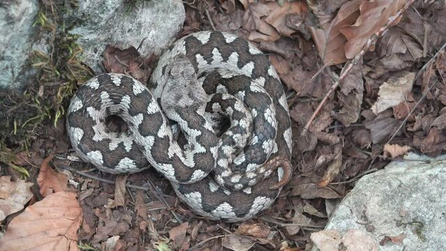 Long nose horned viper (Vipera ammodytes) unmoved in its habitat