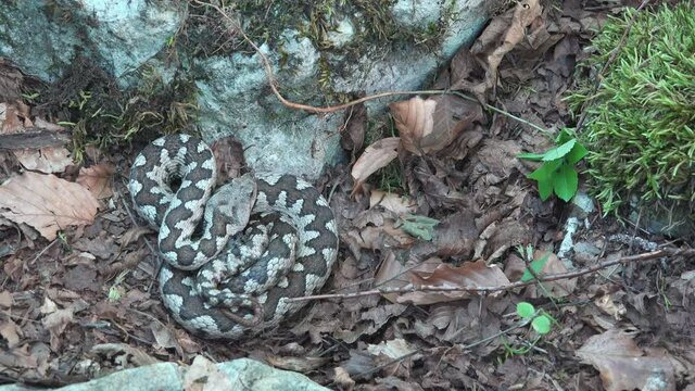 Vipera ammodytes preparing for an ambush strike