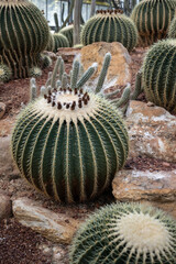 Cactus in Queen Sirikit Botanic Garden