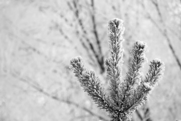 Bright sunny pine forest in the snow