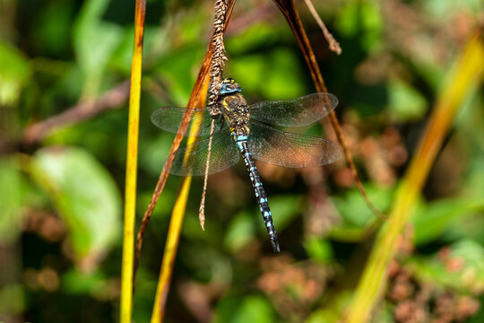 Migrant Hawker Dragonfly (Aeshna mixta) male which is a blue yellow  insect appearing in the autumn fall season, stock photo image