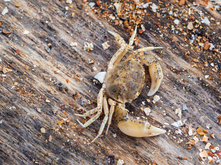 A small crab on a wooden surface top view.