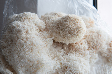 Hericium erinaceus mushroom monkey head mushroom, bearded tooth fungus, © TaylerDerden