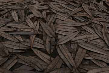 Abstract brown dry willow leaves background. Texture of falling leaves in winter time.