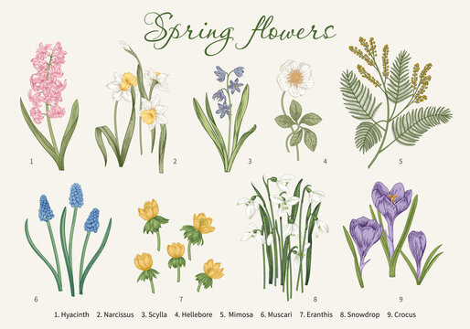 Spring flowers. Blooming garden. Vector illustration.