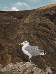 Seagull surrounded by the rugged rocky coastal landscape of the Ponta de São Lourenço peninsula, Madeira, Portugal
