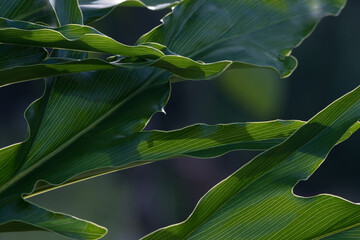 Close-up of Anthurium Plowmanii green leaf hit by sunlight for background or wallpaper.