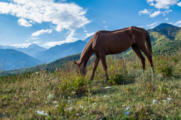 Obraz na płótnie Canvas horse in the mountains