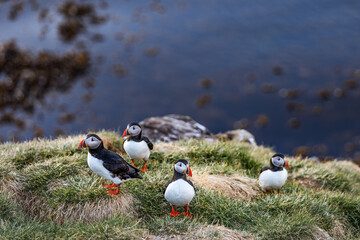 Iceland 