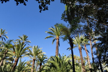 Palmiers, arbres et ciel bleu.