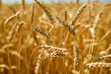 Fototapeta premium Close up wheat harvest, wheat field background in the sun day, summer, agriculture..
