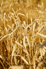 Close up wheat harvest, wheat field  background in the sun day, summer, agriculture..