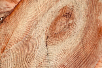 cross section of tree trunk