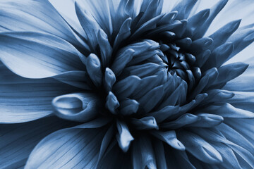 Dahlia bloom. Flower petals close-up. Dark blue tinted floral illustration on a plant theme. Macro