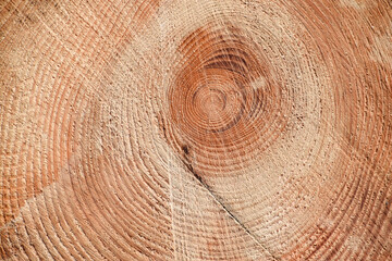 Naklejka premium Tree cross section of an old tree trunk