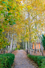 Autumn forest road between birches. Autumn landscape of a birch grove.