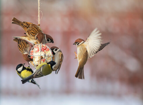 birds tits and sparrows sit on the feeder and et oil with seeds and nuts in the winter garden