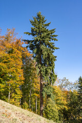 COULEURS DE L'AUTOMNE