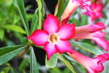 pink orchid flower