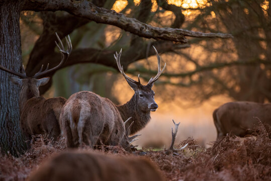 Stunning picture of a herd of red deer stags Cervus Elaphus in glowing golden dawn sunlight in forest landscape scene with stunning light