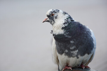close up of a pigeon