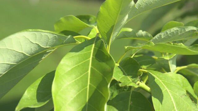 CLOSE UP, DOF: Warm summer breeze sways the lush green growing avocado leaves. Detailed shot tropical avocado leaves swaying moving in the gentle wind. Avocado seedling is growing in a home garden.