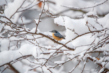 Winter red breasted nuthatch on branch