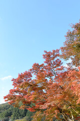 colored leaves