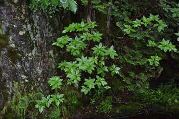 自然の緑の葉のパターン