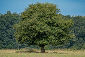 samotne rozłożyste drzewo na łące