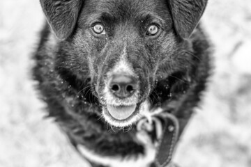 The mongrel looks at you in close-up.