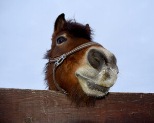 A free-range horse. Bad habits of the horse. Funny horse face. - 480562156