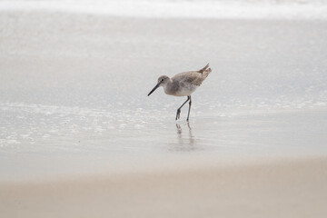 Willet sandpiper on ocean beach