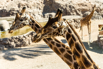 Giraffes at the zoo in Fuerteventura. Oasis Wildlife