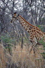 giraffe in the wild