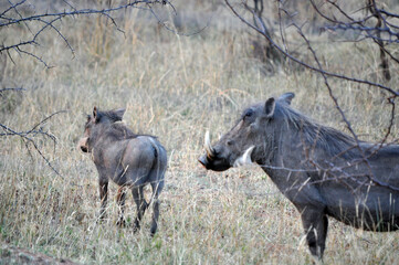 warthog in the wild