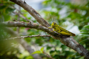 grasshopper on a leaf