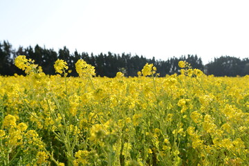 Obraz premium rape field