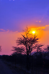 sunset in the forest