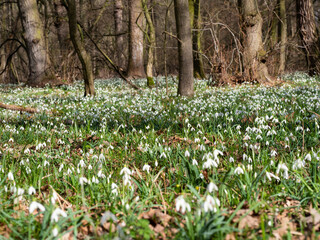 Obraz premium Carpet of white fresh snowdrops in spring forestor common snowdrop (Galanthus nivalis) flowers.Wild flower blooming in spring forest, white blossom.