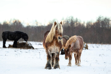 Belgian Draft Horse in winter field