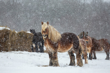 Belgian Draft Horse in winter field