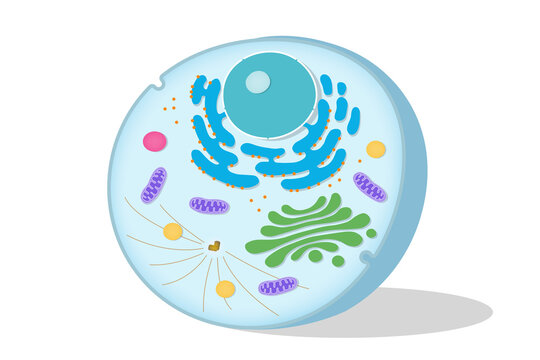 Structure of animal cell on white background. Cell biology.