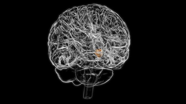 Brain Hypothalamus Anatomy For Medical Concept 3D animation