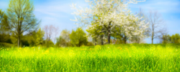 flowering trees in spring, blurred floral spring background with green meadow in foreground, idyllic springtime nature under blue sky, pollen allergy alert - obrazy, fototapety, plakaty