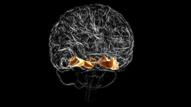 Brain fusiform Gyrus Anatomy For Medical Concept 3D animation